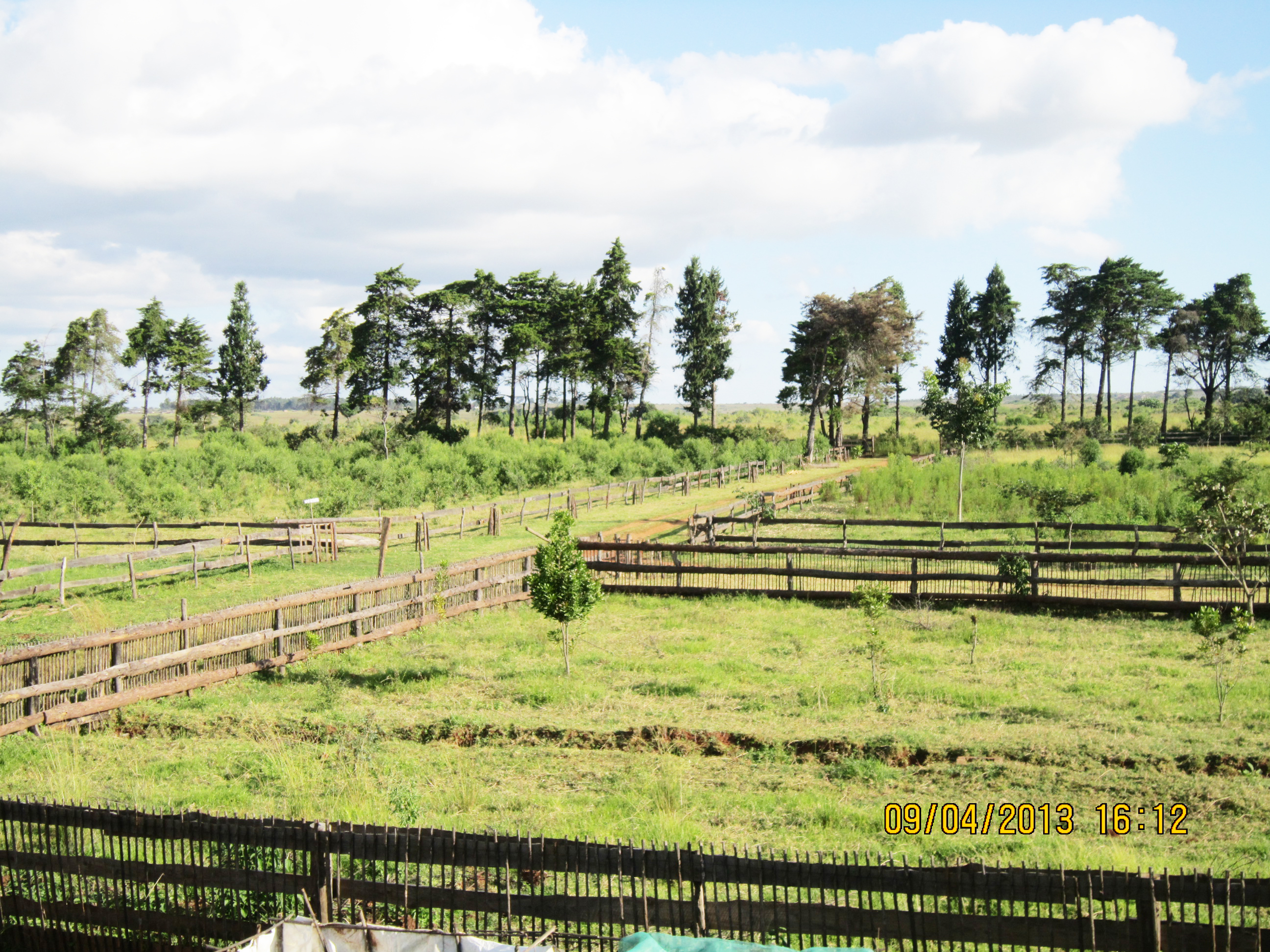 Cindimba Dairy Farm