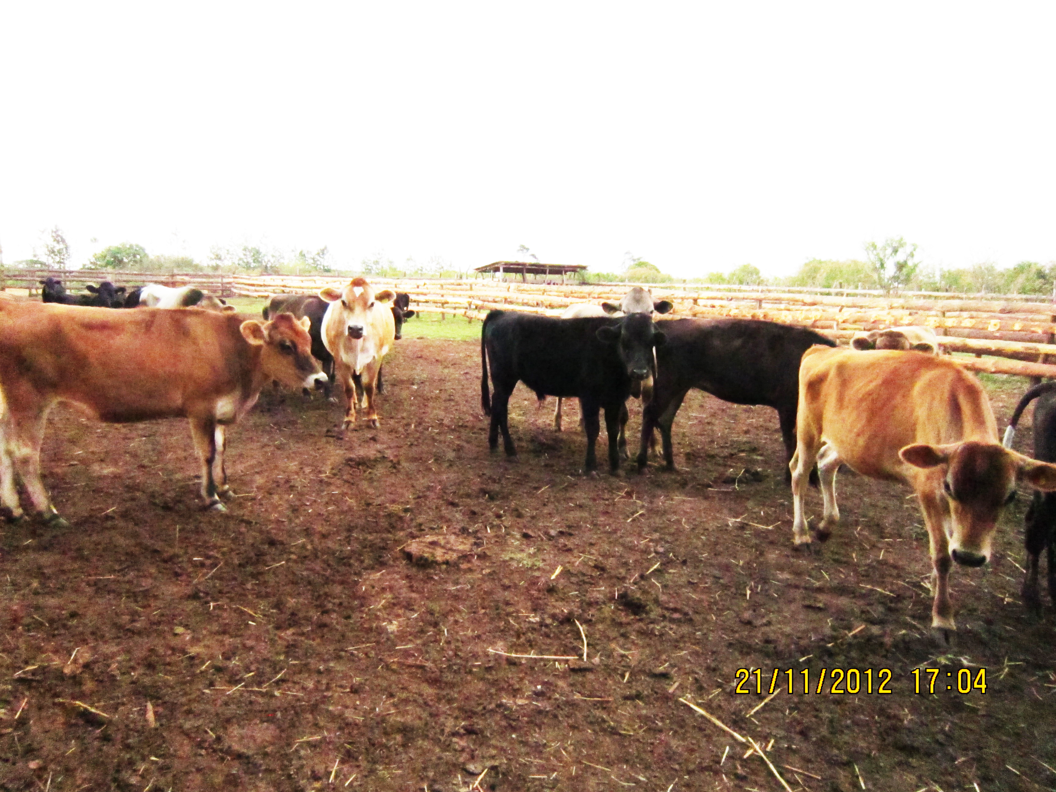 Cindimba Dairy Farm