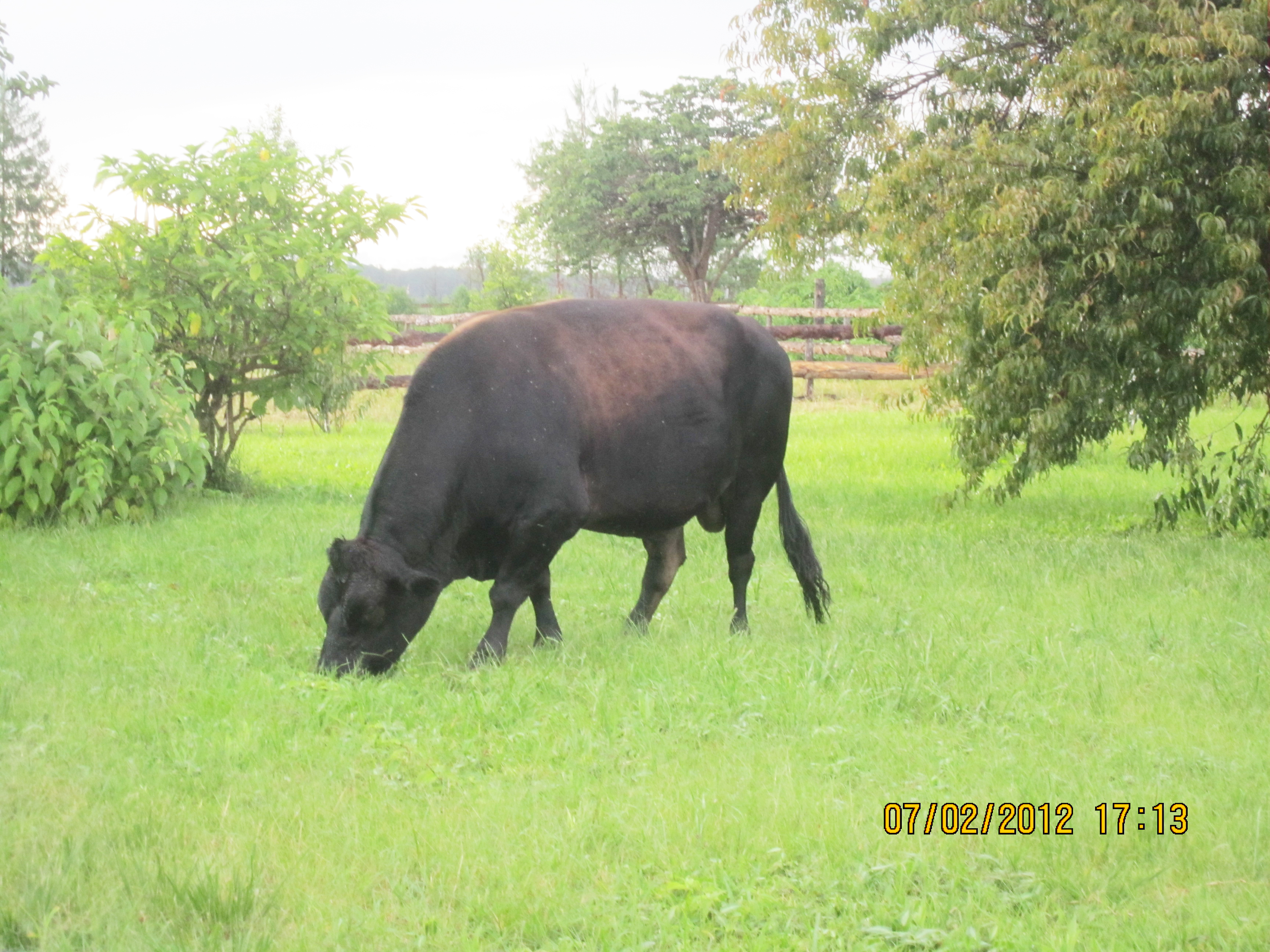 Cindimba Dairy Farm